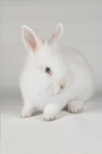 白兔子