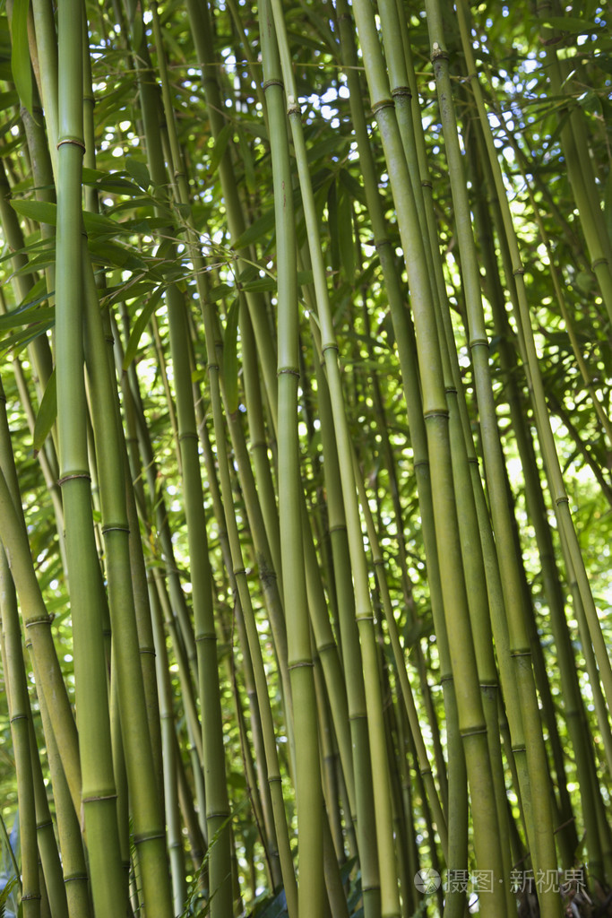 绿竹林在毛伊岛