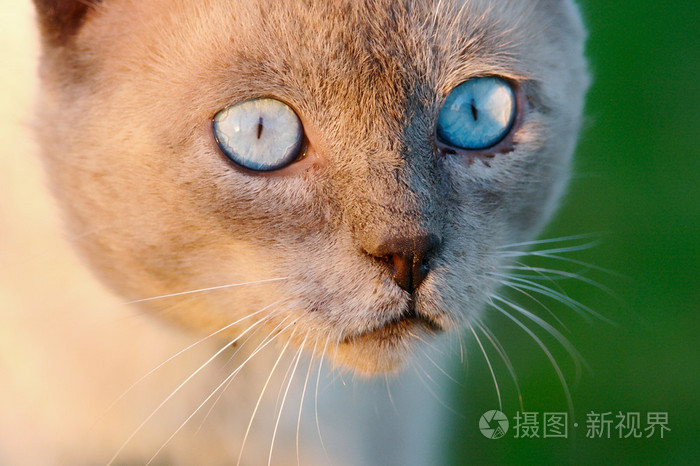 一只珍贵的猫的眼睛