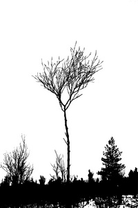 白色背景，矢量图上树剪影