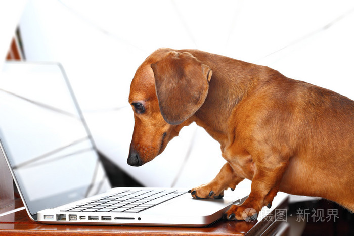 狗使用的计算机