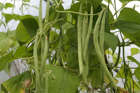 新鲜熟青豆在夏天生长