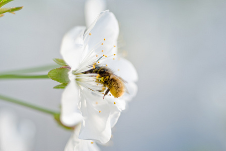 蜂蜜蜂上一朵花图片
