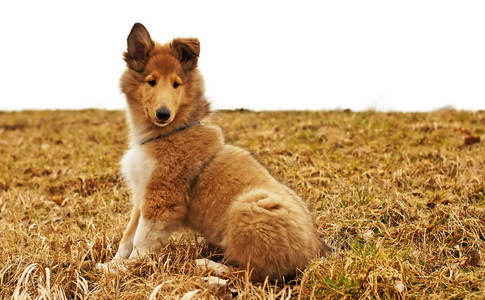 牧羊犬那小子