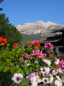 鲜花和山