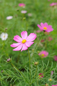 粉色波斯菊花海