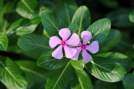 粉红色的长春花