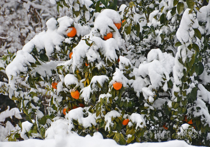 在雪下的桔子树
