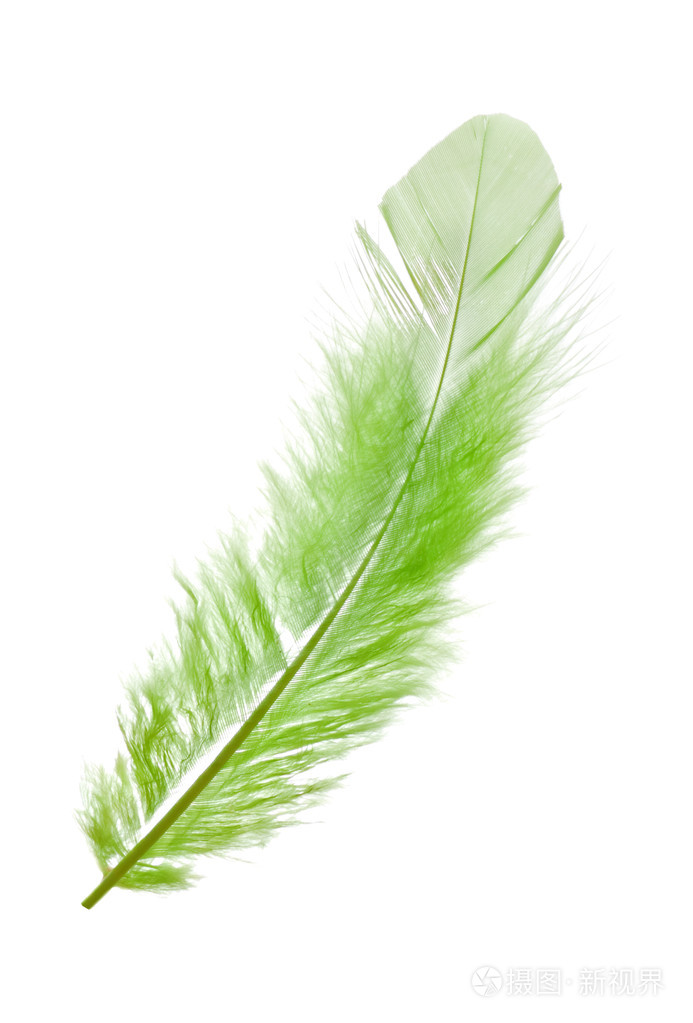 绿色羽毛