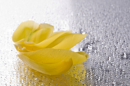 黄色郁金香花瓣躺在湿的灰色表面上