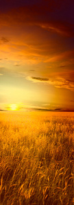 美丽的风景与成熟的小麦和夏季日落 s 字段