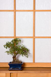 日本室内盆景图片