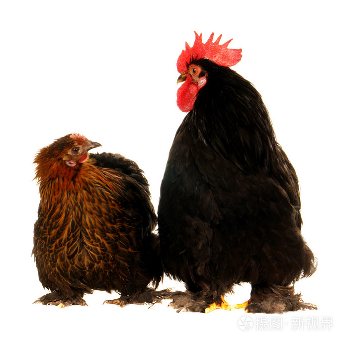 公鸡和母鸡