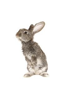 灰兔灰兔灰兔灰色大兔灰兔小猪小猪灰色的小兔子小白兔猪大在白色背景