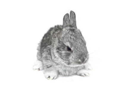 灰色的小兔子照片