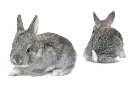 首页孕育灰色的小兔子照片