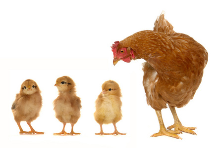 母鸡和小鸡照片