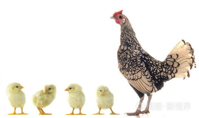 母鸡和小鸡