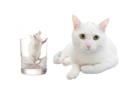 白色猫和老鼠在白色背景上图片