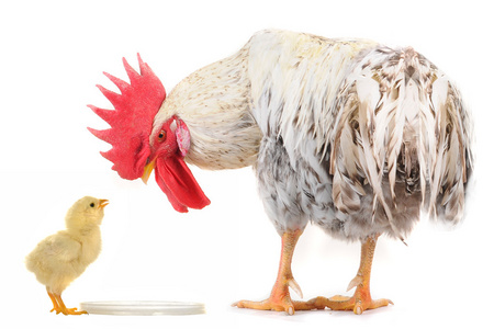 公鸡和小鸡照片