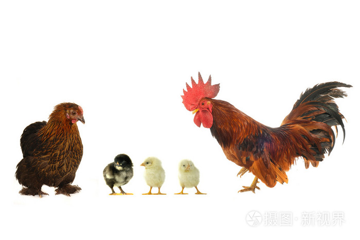 母鸡和公鸡