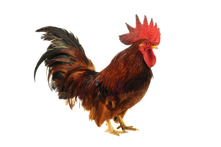 棕色的公鸡图片-棕色的公鸡素材-棕色的公鸡插画-摄图新视界