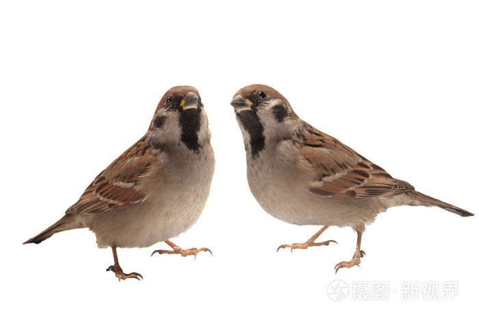 两个麻雀