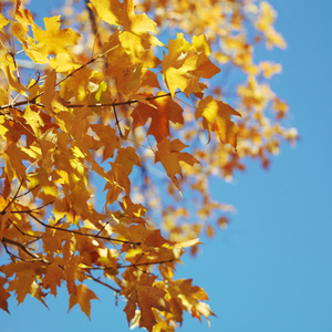 枫叶树在秋天的颜色