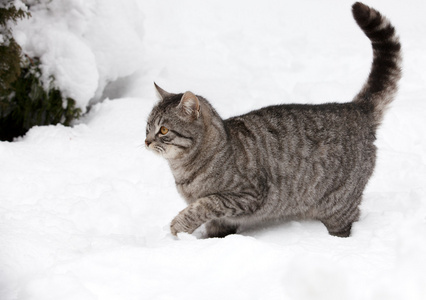 在洁白的雪地猫