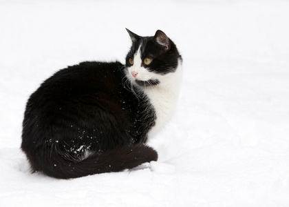 在洁白的雪地猫