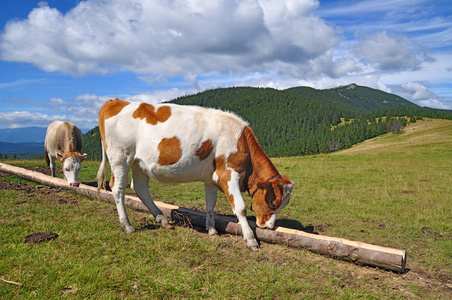 夏季高山牧场上的犊牛