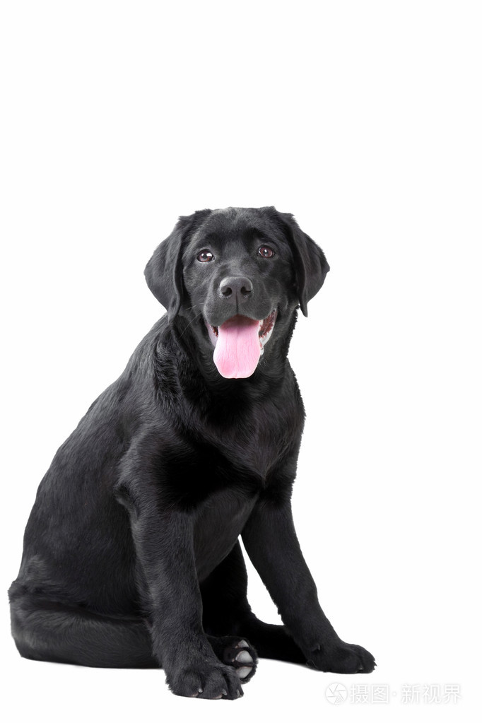 黑色拉布拉多犬