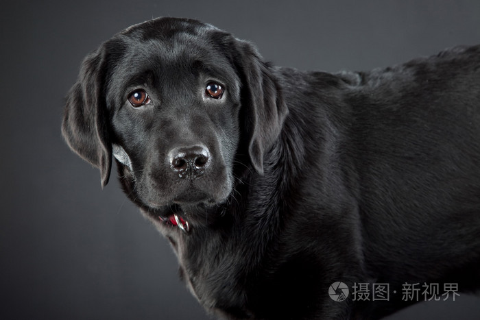 黑色拉布拉多犬