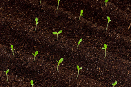 茁壮成长芽苗图片