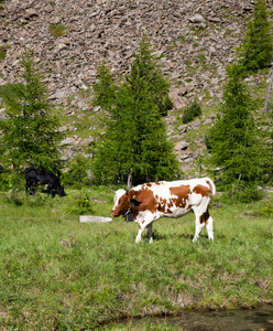 牛和意大利阿尔卑斯山