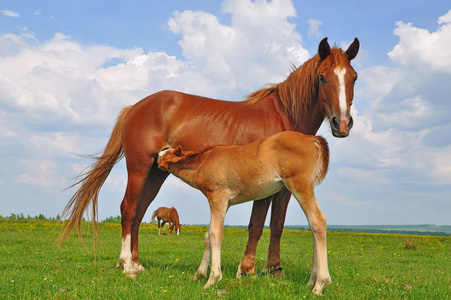 夏季牧场上的一匹母马与马驹照片