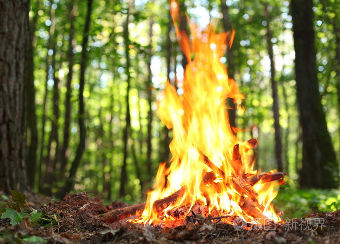在森林里的篝火