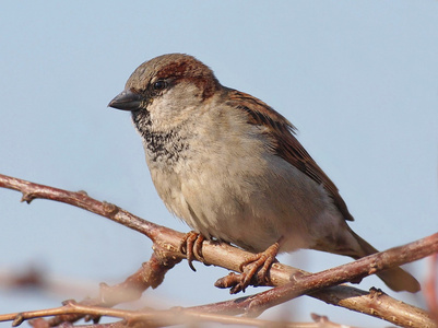 医学名言 医学名言素材图片 医学名言图片素材下载 摄图新视界xsj 699pic Com