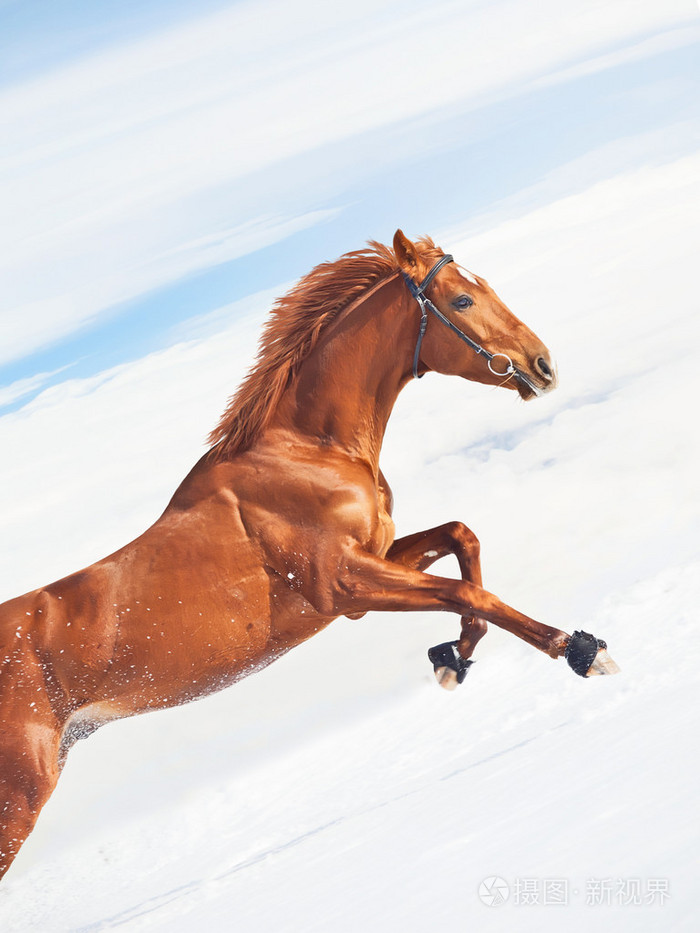 令人惊叹酸模马在跳在蓝色天空背景