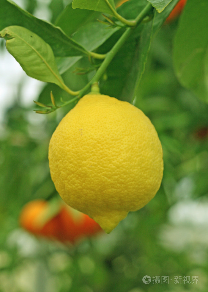 在意大利的西西里柠檬的培养