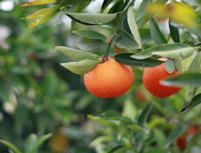 在西西里的温室里的所有种类的柑橘类水果的培养