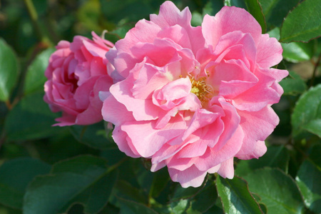 玫瑰的粉红色的花图片