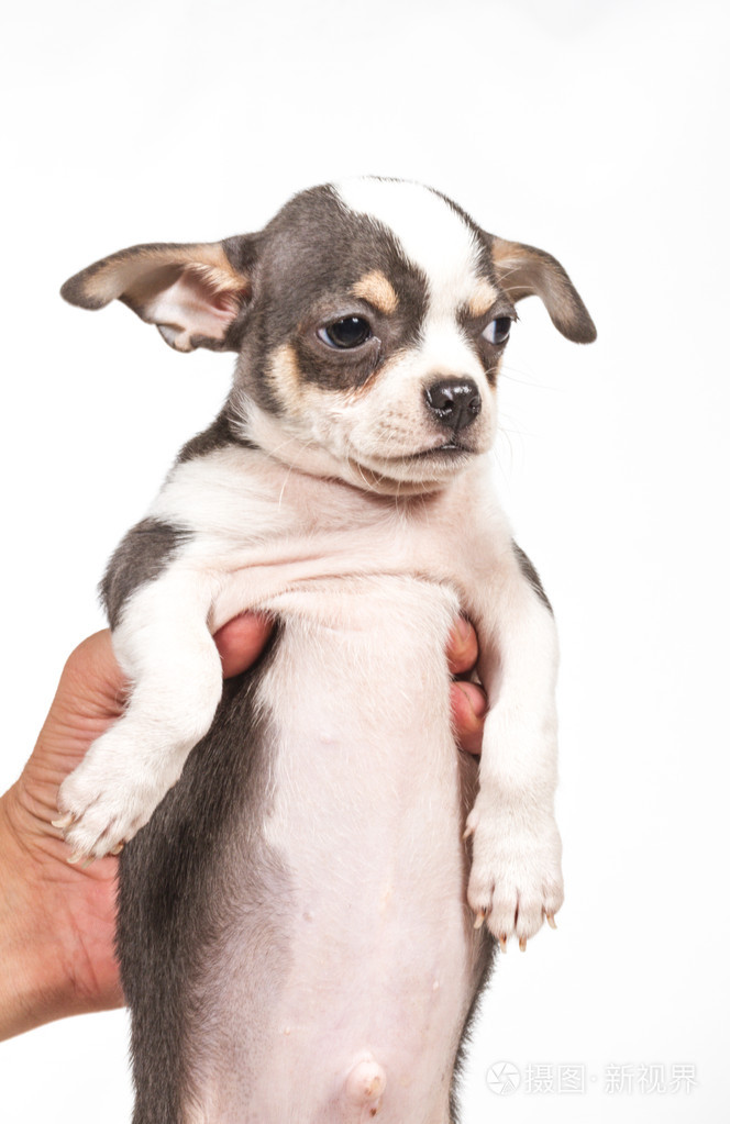 在白色背景上的吉娃娃小狗