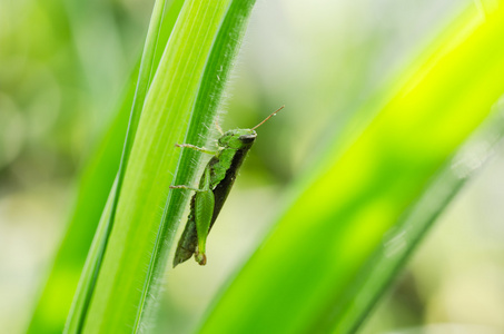 蝗虫绿色自然