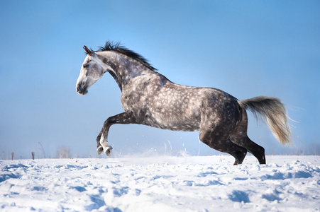 在冬季运动白色 灰色 马画像