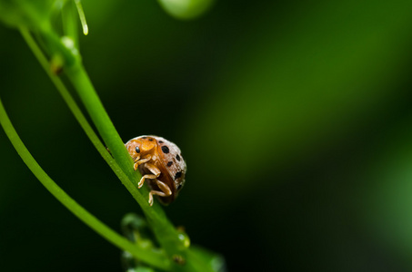 在绿色自然中的橙色甲虫