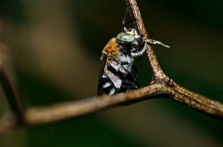 在绿色自然中的 amegilla zonata