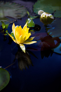 水中百合鲜花