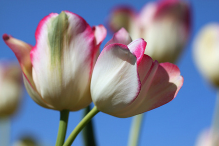 白色和紫郁金香花