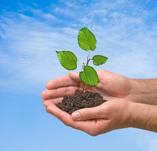 棕榈树发芽棕榈科植物的发芽作为自然保护的象征照片